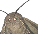 :moth: